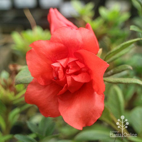 Azalea tumn embers stralian plants online