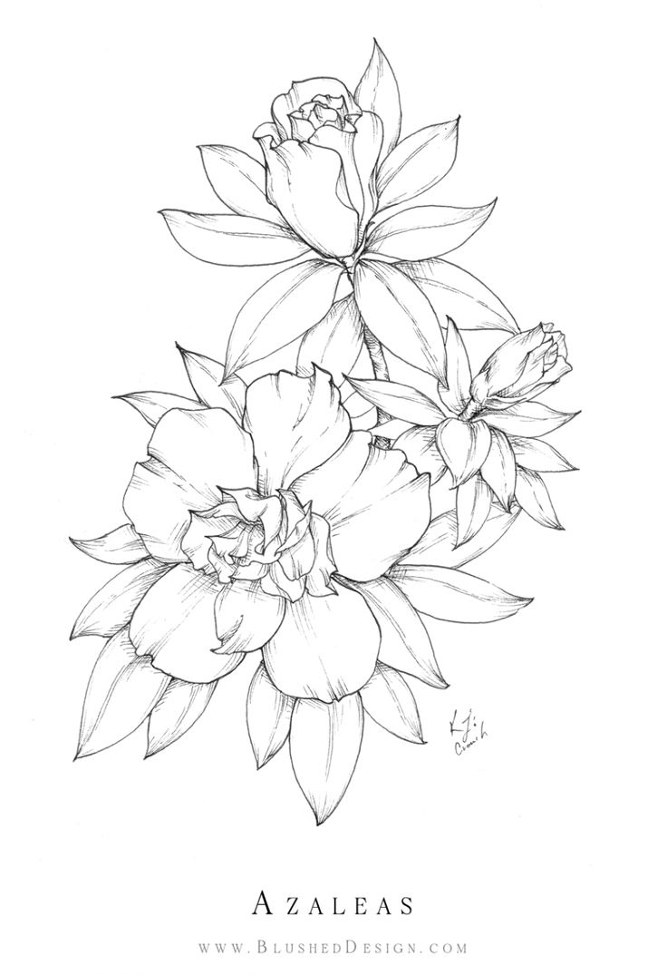 Azalea flower drawing flower drawing flower sketches flower art drawing