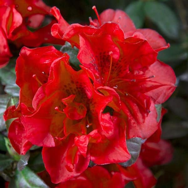 Encore azalea gal autumn fire shrub with true red reblooming flowers
