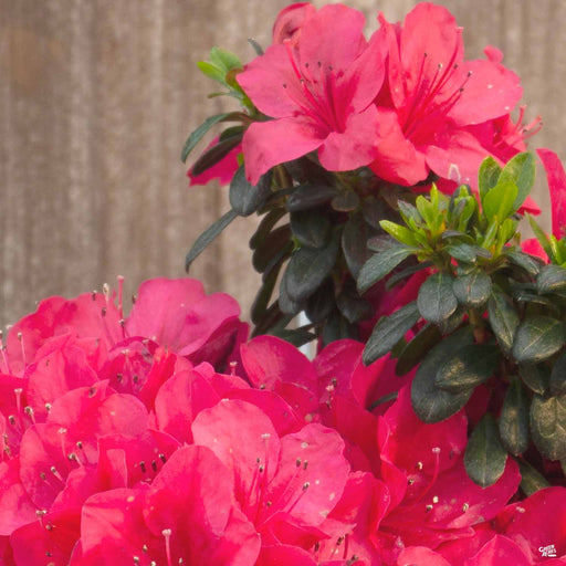 Azalea red bird â green acres nursery supply