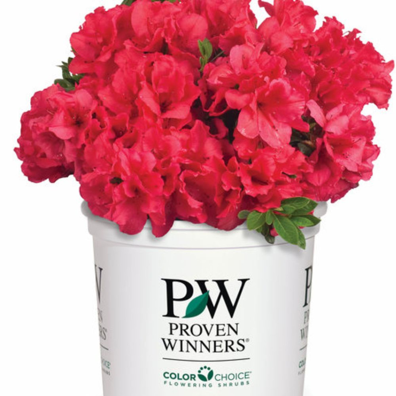 Red demon azalea plant addicts