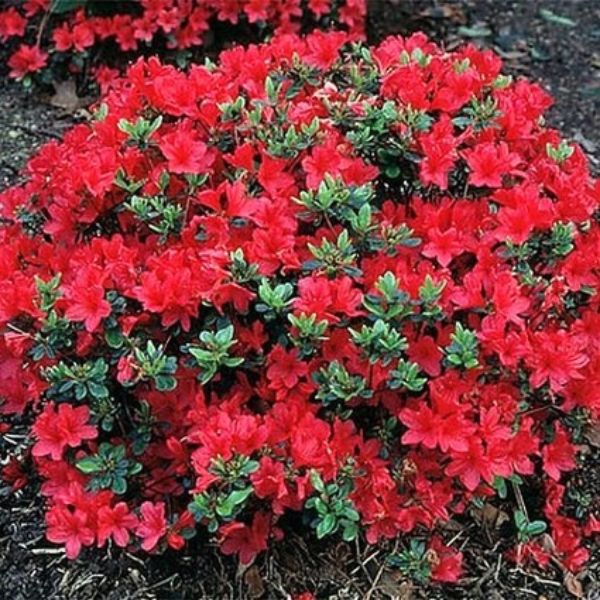 Hino crimson kurume azalea