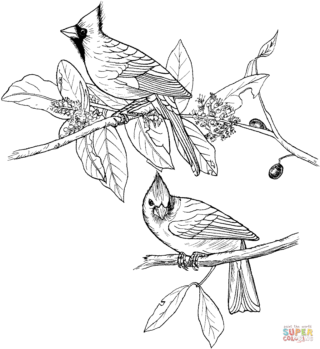 Red cardinals coloring page free printable coloring pages