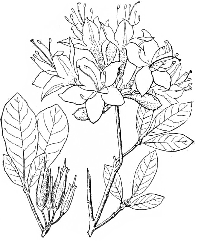 Azalea border