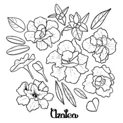 Azalea vector images over