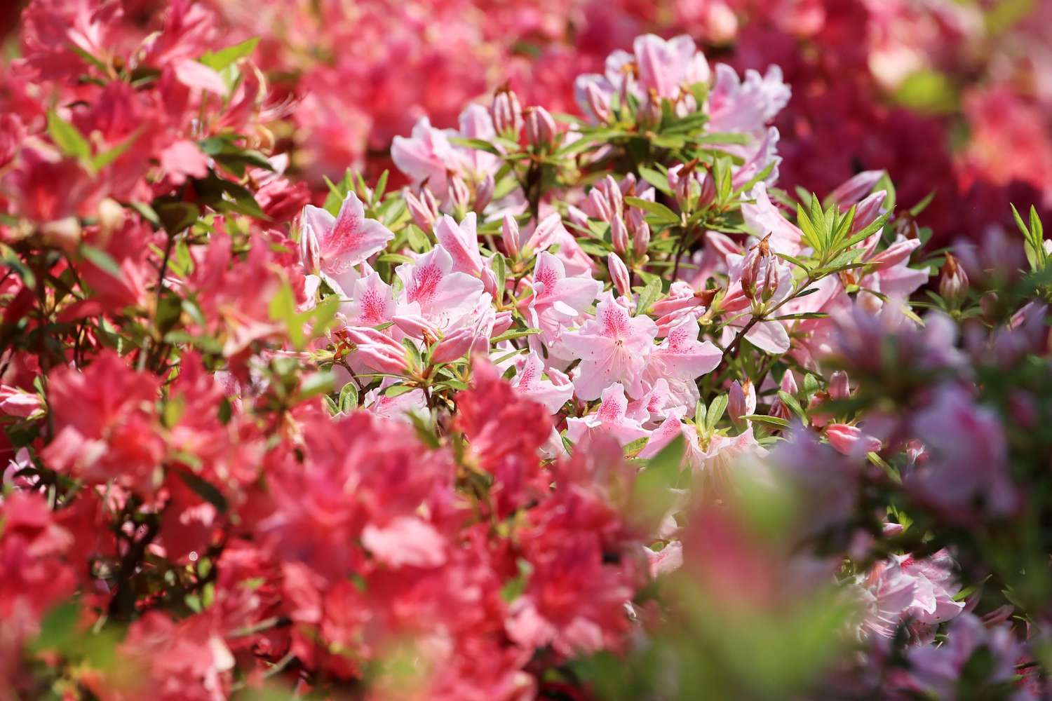 Azalea mistakes every southern gardener should avoid
