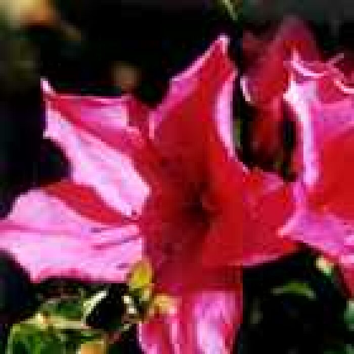 Azalea pride of dorking