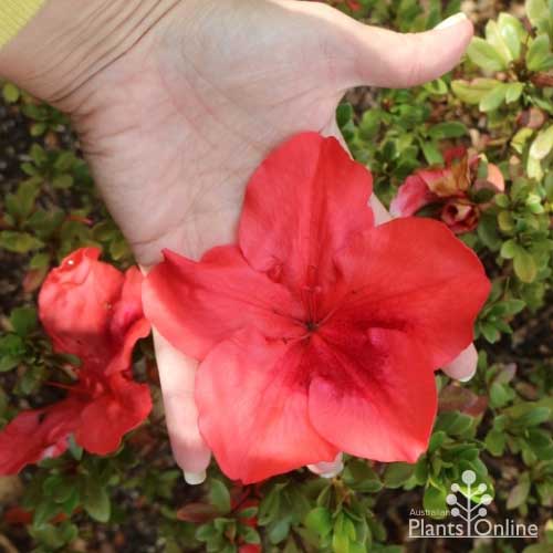 Azalea orange delight stralian plants online