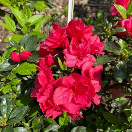 Buy hershey red azalea online garden goods direct