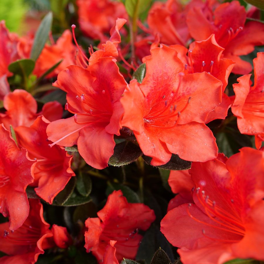 Rhododendron perfecto mundo orange azalea jackson perkins