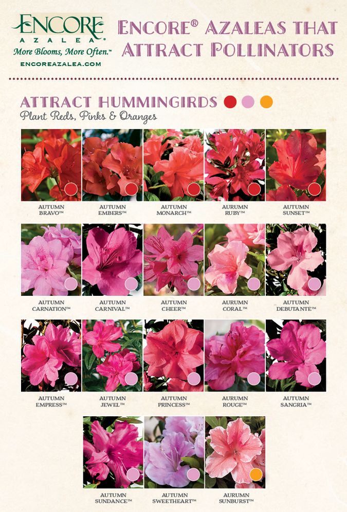 Attract pollinators with encore azaleas encore azalea azaleas landscaping azalea color azaleas