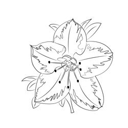 Azaleas coloring pages for kids printable free download