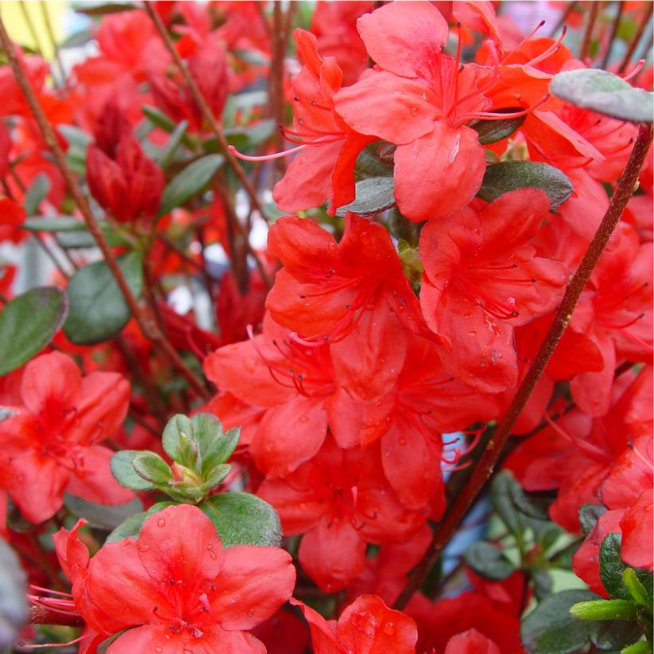 Stewartstonian azalea plant addicts