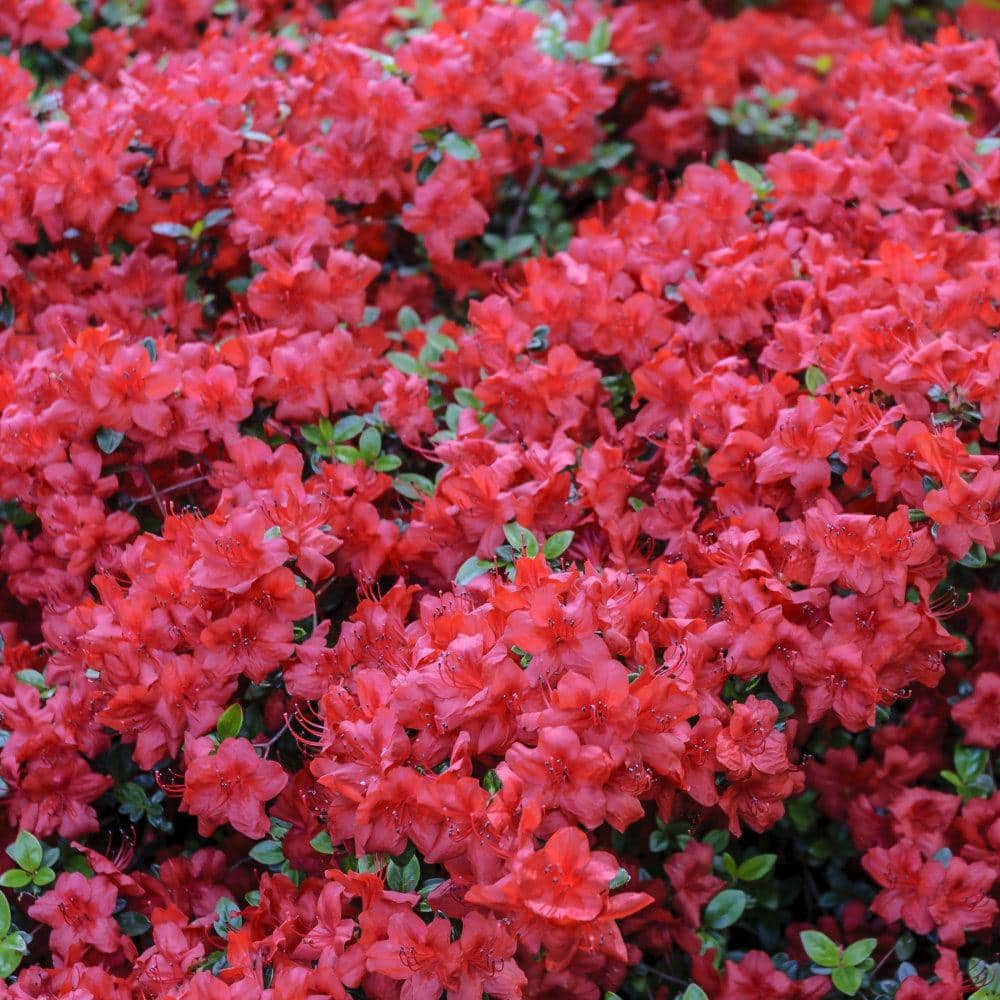 National plant network gal hershey orange azalea plant with pink blooms hd