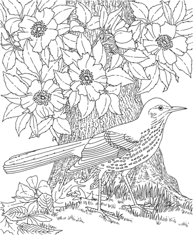 Brown thrasher and cherokee rose georgia bird and flower coloring page free printable coloring pages