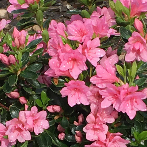 Azalea red bird â green acres nursery supply