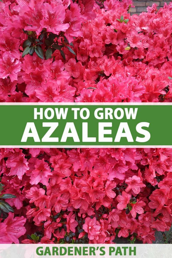How to grow and care for azalea bushes gardeners path