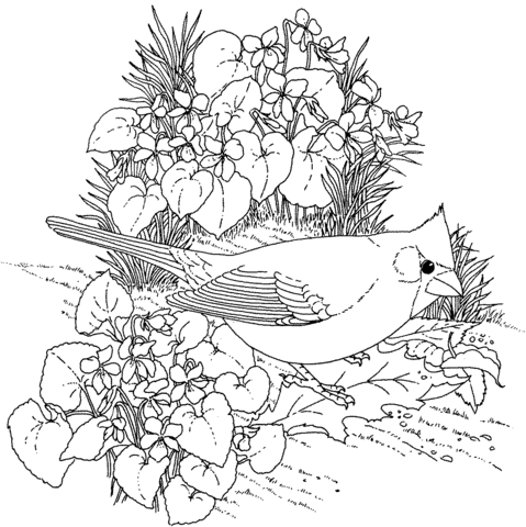 Northern cardinal and violet illinois bird and flower coloring page free printable coloring pages