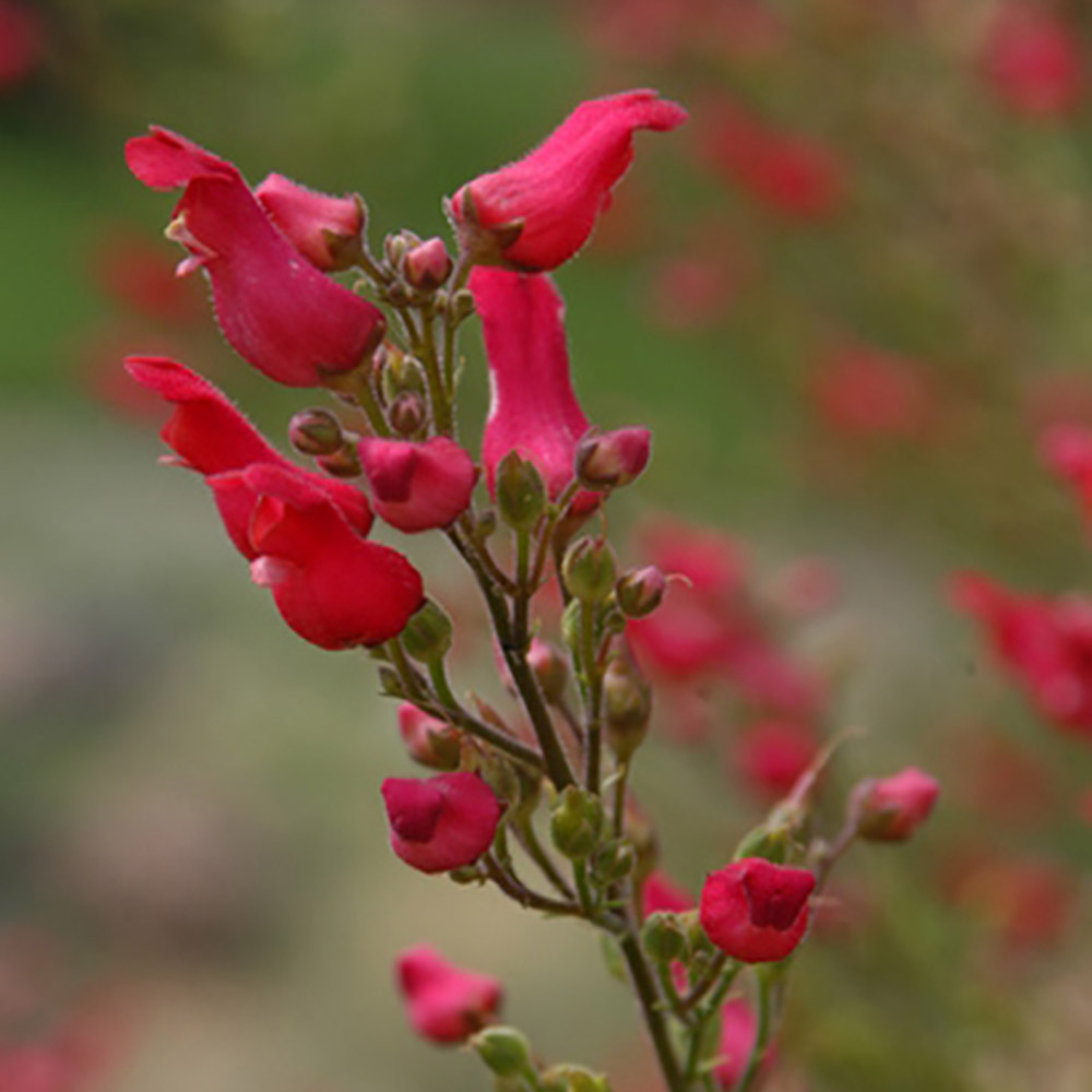 Scrophularia macrantha
