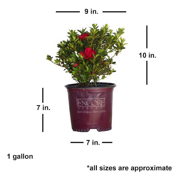 Encore azalea gal autumn fire shrub with true red reblooming flowers