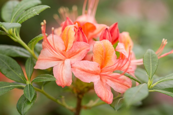 How to grow azaleas bbc gardeners world magazine