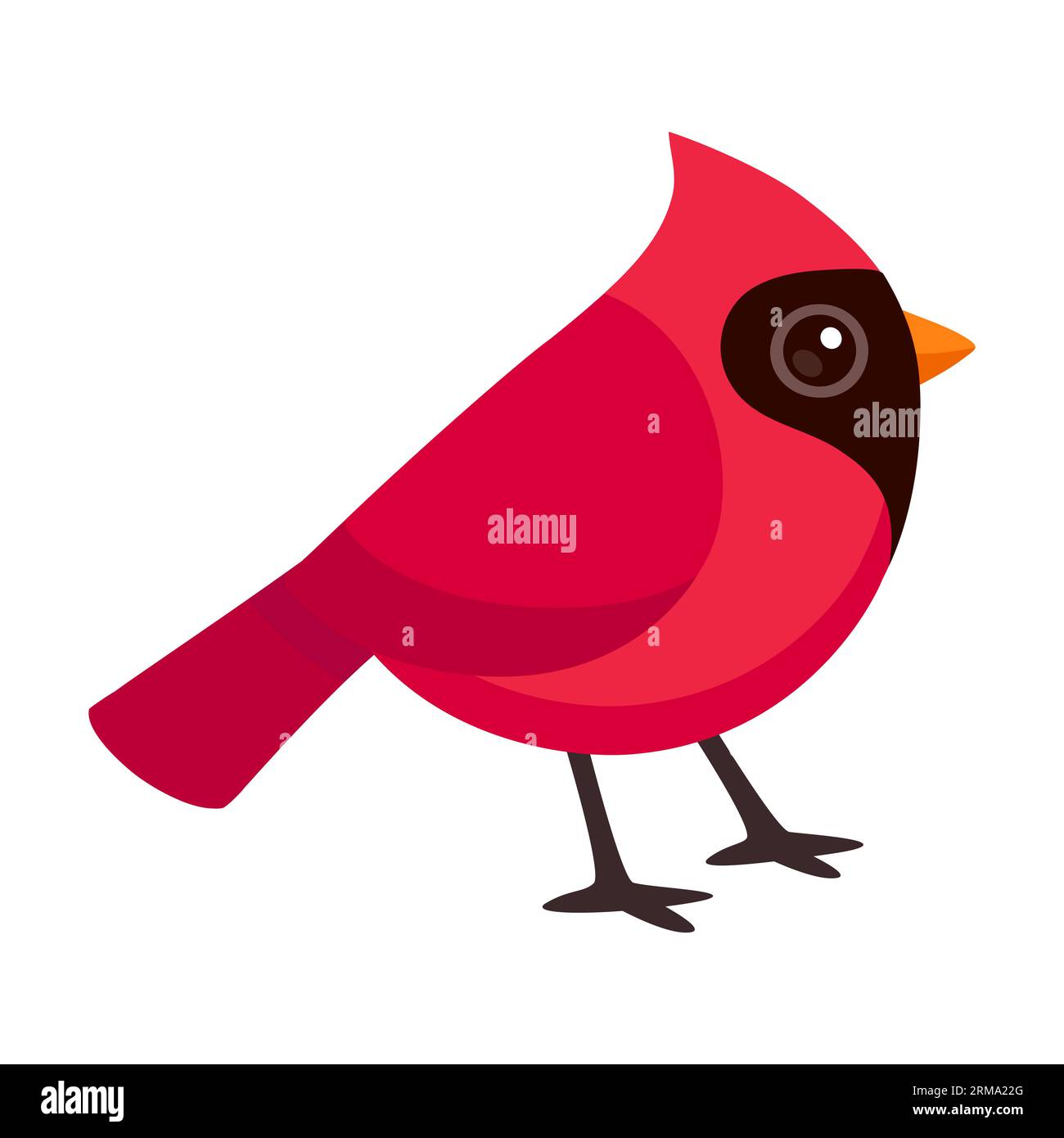 Cardinal bird cut out stock images pictures