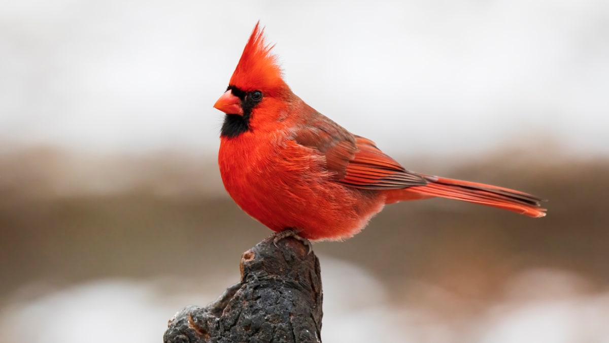 Cardinal spiritual meaning and symbolism