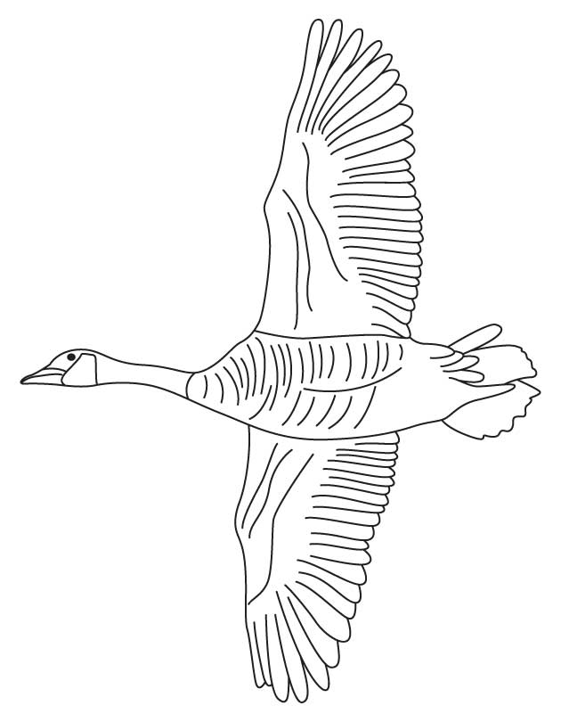 Canada goose coloring page download free canada goose coloring page for kids best coloring pages