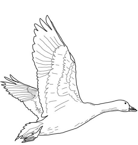 Flying snow goose coloring page free printable coloring pages