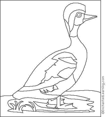 Audubon red hooded duck coloring page
