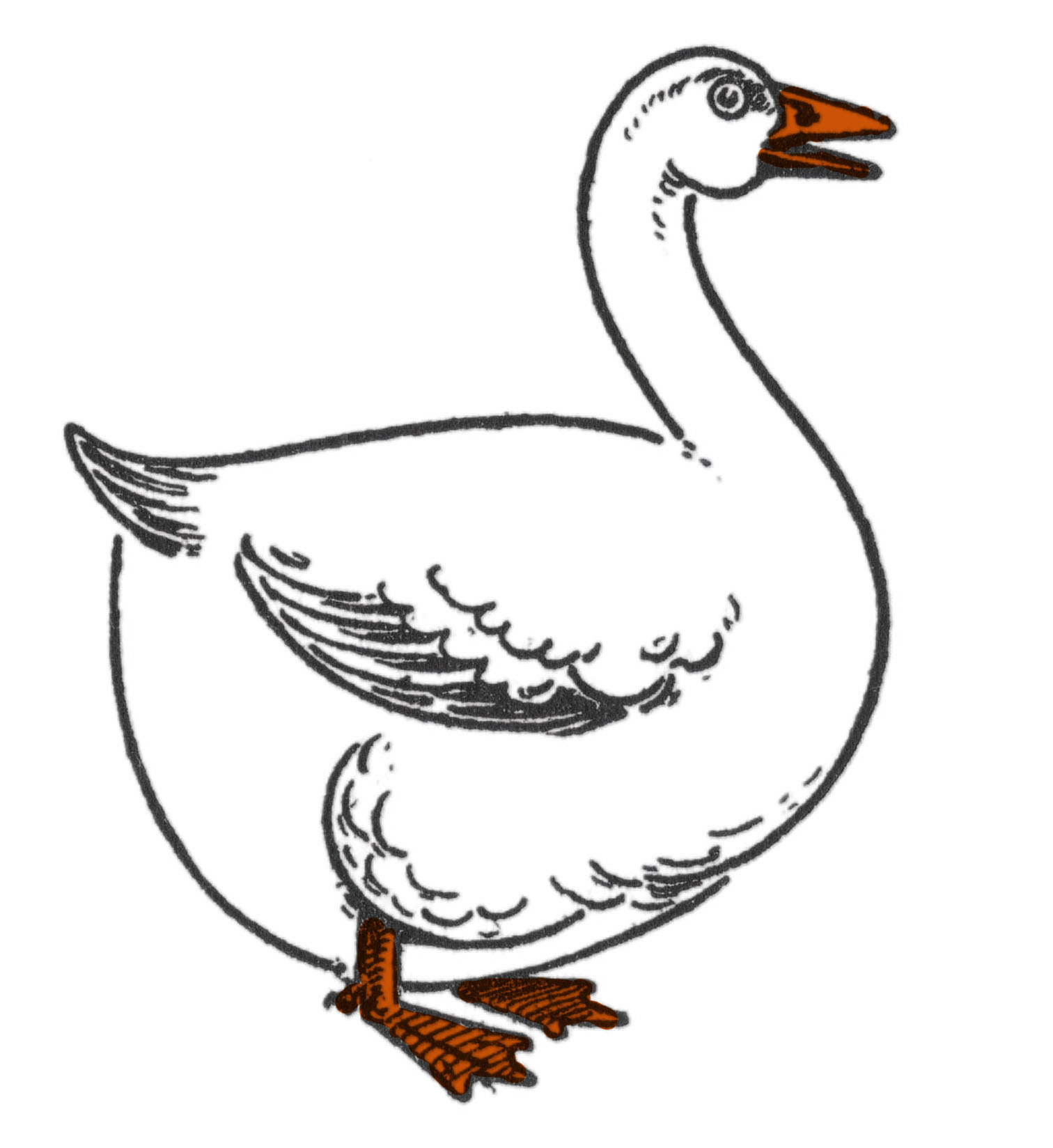 Drawing of a goose step by step