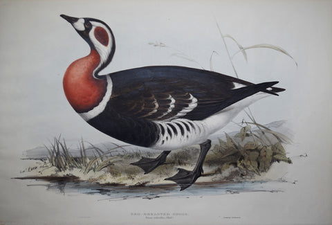 John gould