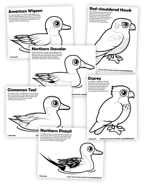 Birdorable coloring pages coloring pages color butterfly