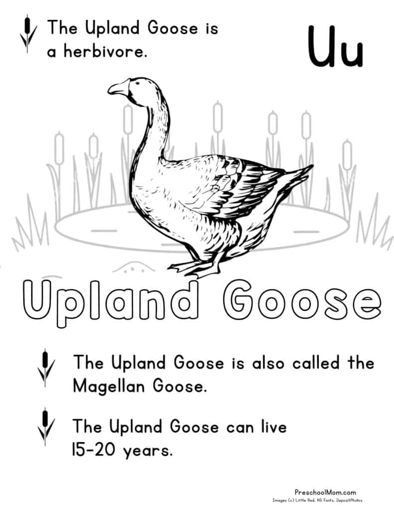 Pond animal coloring pages
