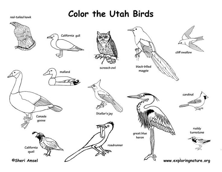 Beautiful birds of utah