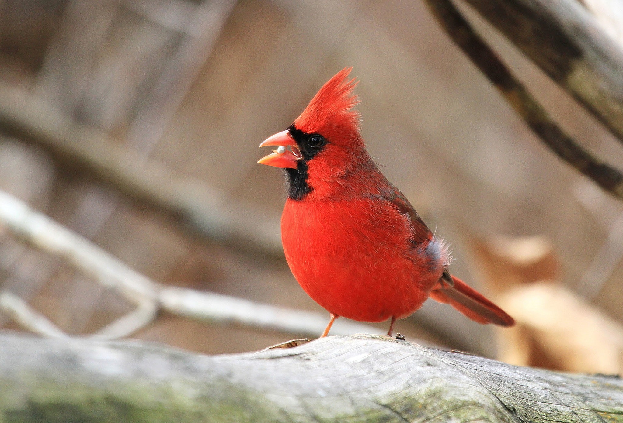 Red white and blue birds of pennsylvania