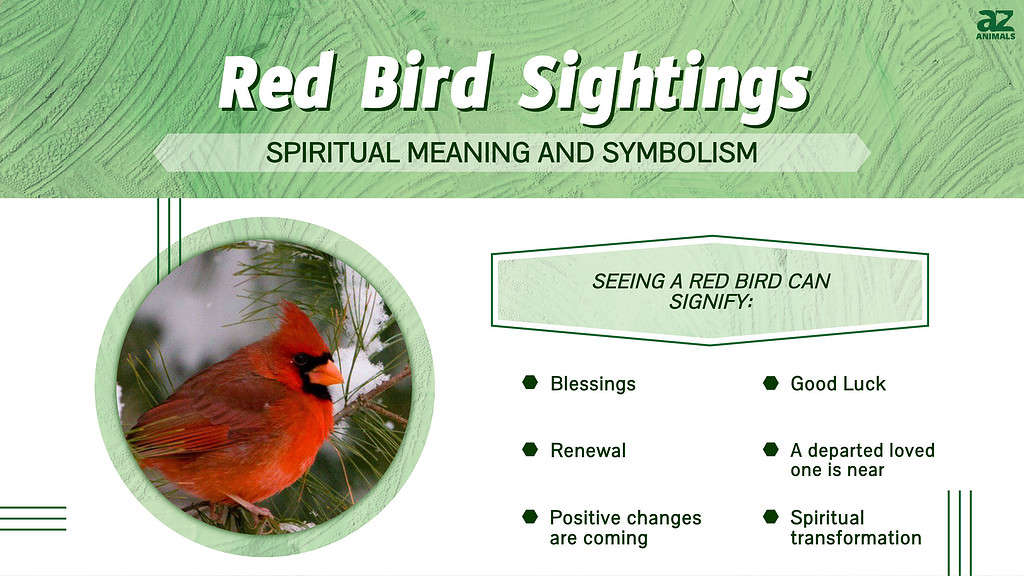 Red bird sightings spiritual meaning and symbolism