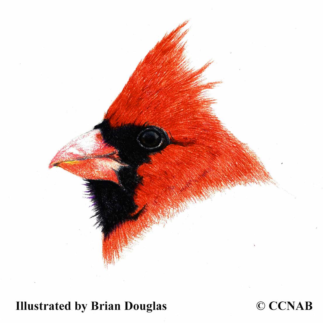 Red birds