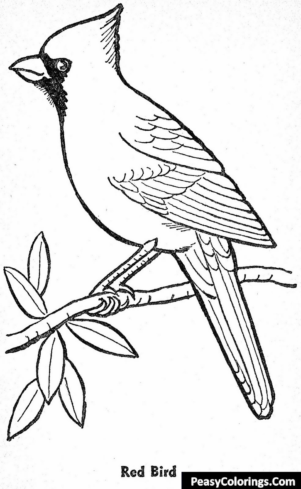 Birds coloring pages to print online