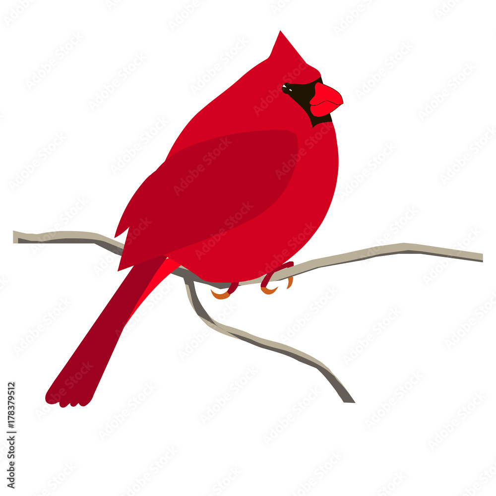 Hand drawn colorful red cardinal bird hibiscus flower for coloring page and print vector illustration vector