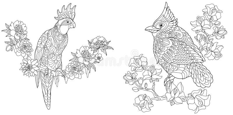 Cardinal coloring page stock illustrations â cardinal coloring page stock illustrations vectors clipart