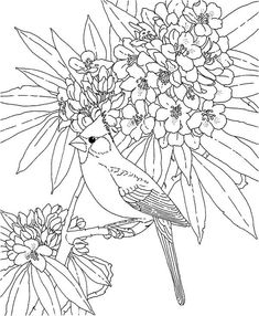 Cardinal bird coloring pages eas bird coloring pages coloring pages cardinal birds