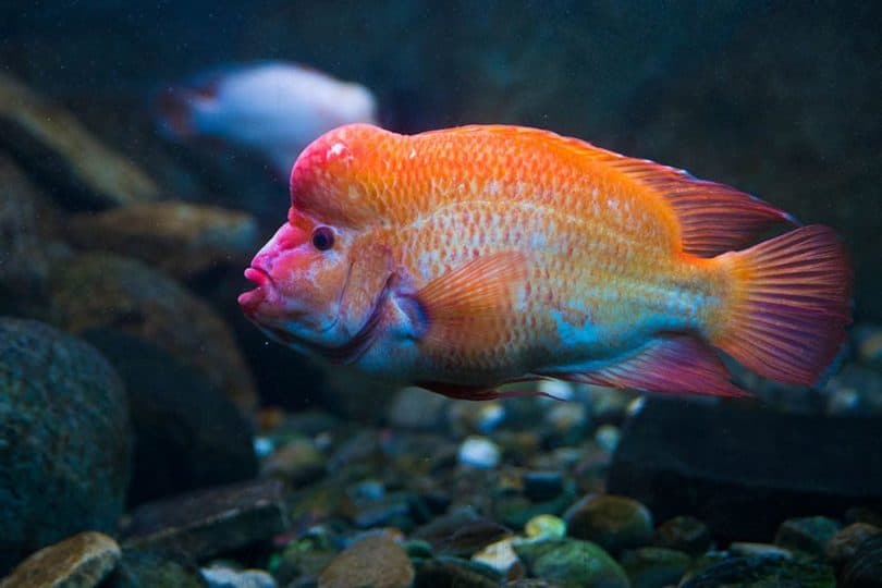 Red devil cichlid identification facts care guide pictures animal