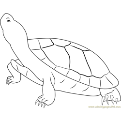 Jumbo red ear slider turtle coloring page for kids