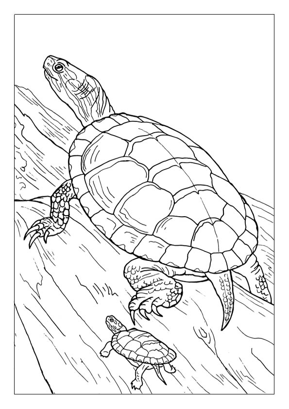 Turtle coloring pages free printable coloring sheets for kids