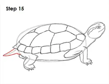 How to draw a turtle red