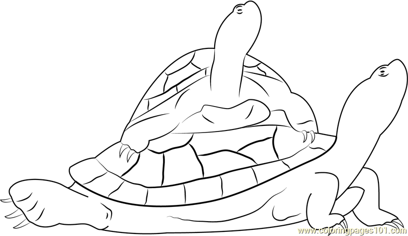 Red eared sliders turtle coloring page for kids