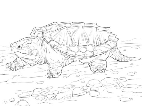 Free printable red eared slider coloring picture assignment sheets pictures for child