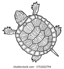 Drawing turtle realistic royalty