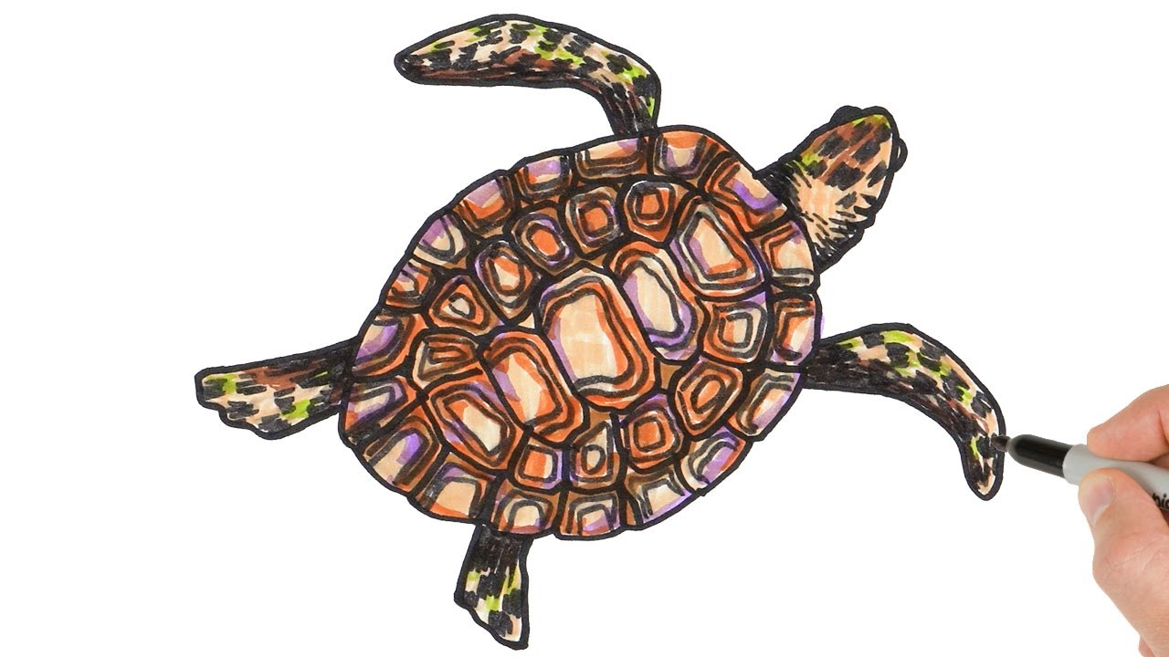 How to draw sea turtle easy animals drawing